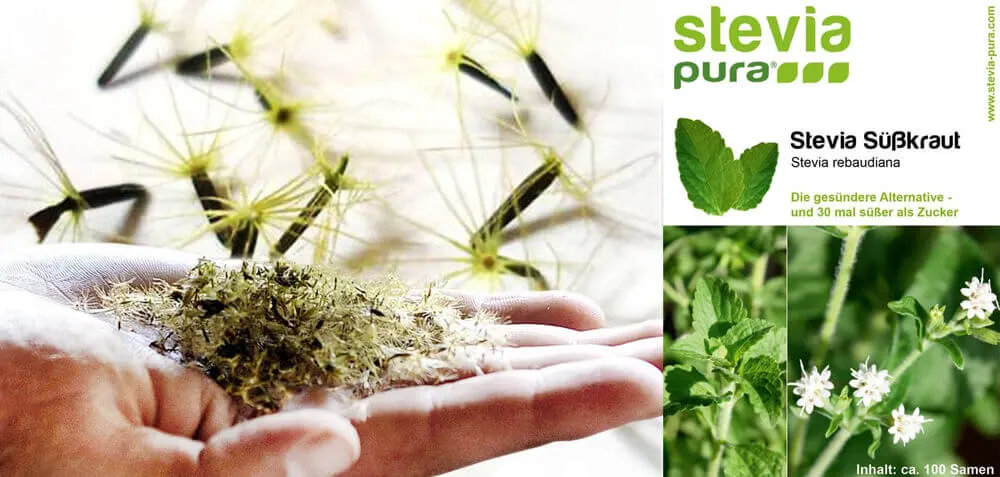 Stevia Samen Steviasamen Stevia Saatgut Stevia rebaudiana Süßkraut Honigkraut steviapura stevia pura