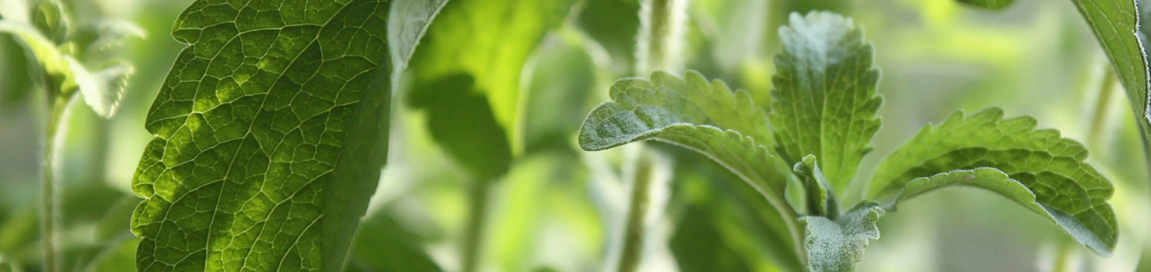 Stevia kopen | Kwalitatieve Stevia-producten en zoetstoffen | steviashop24