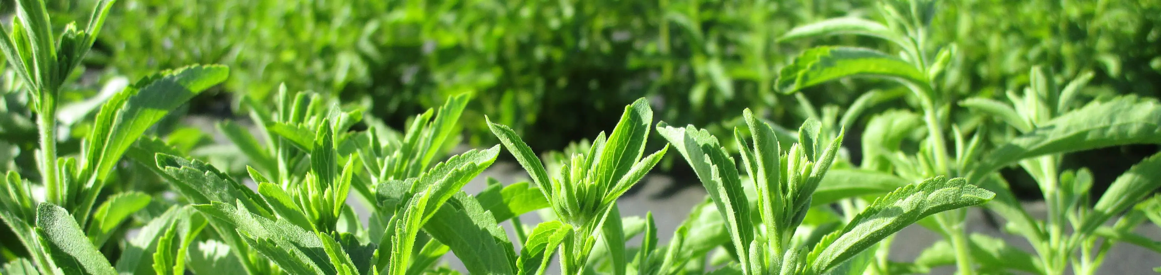 Compra de Stevia Alternativa al azúcar Hojas de Stevia...
