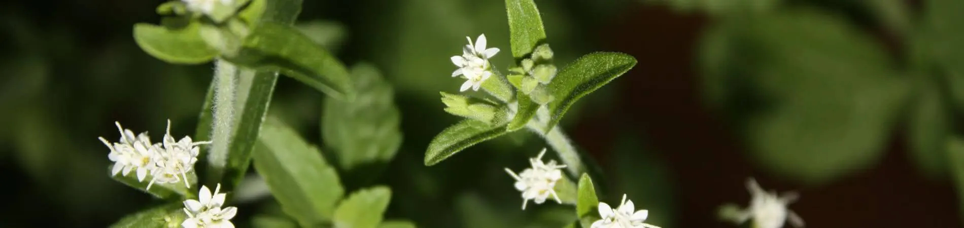 O que é Stevia - Flor da planta de Stevia - Informações...