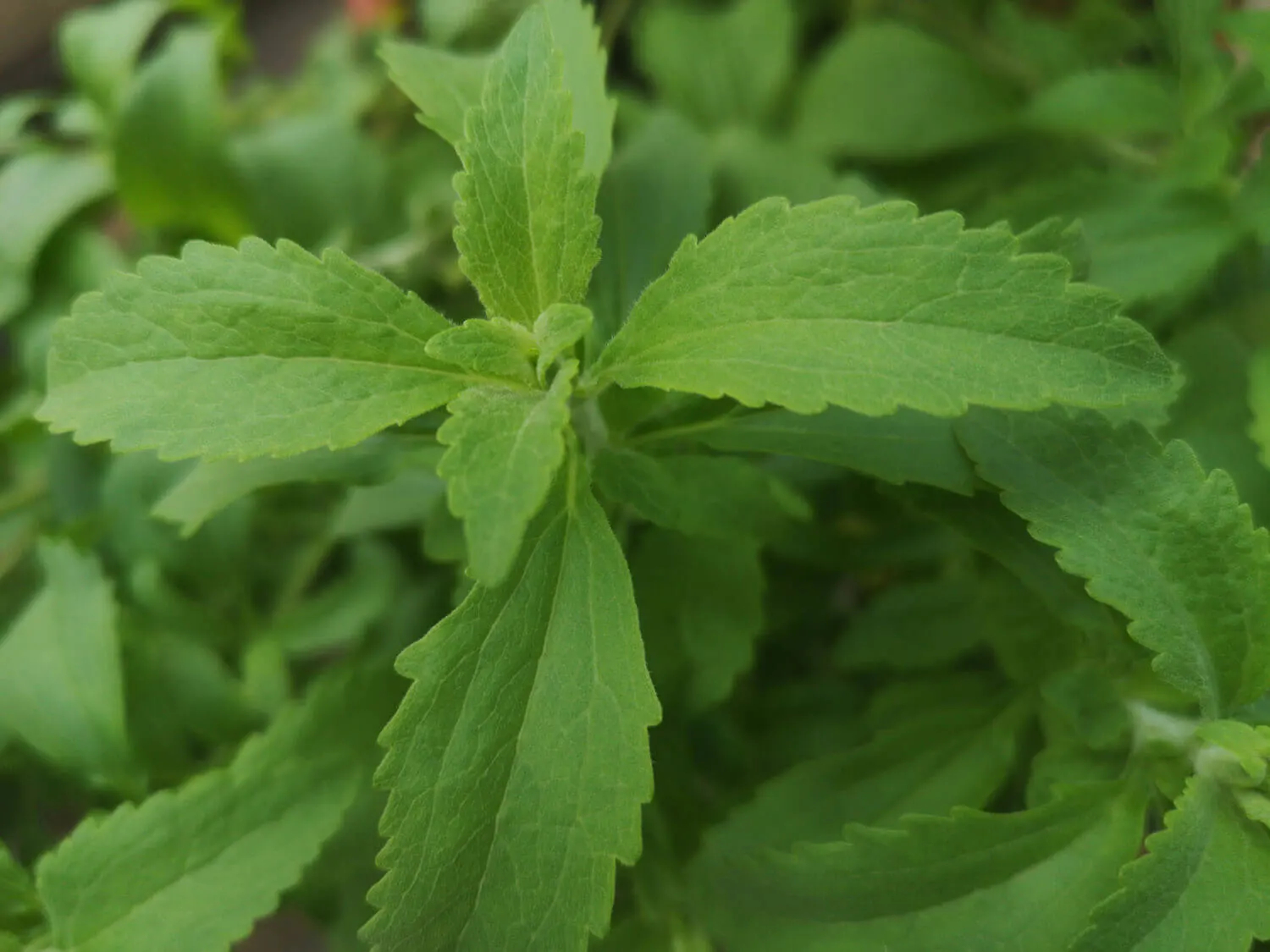Stevia Plant What is Stevia - Facts about Stevia