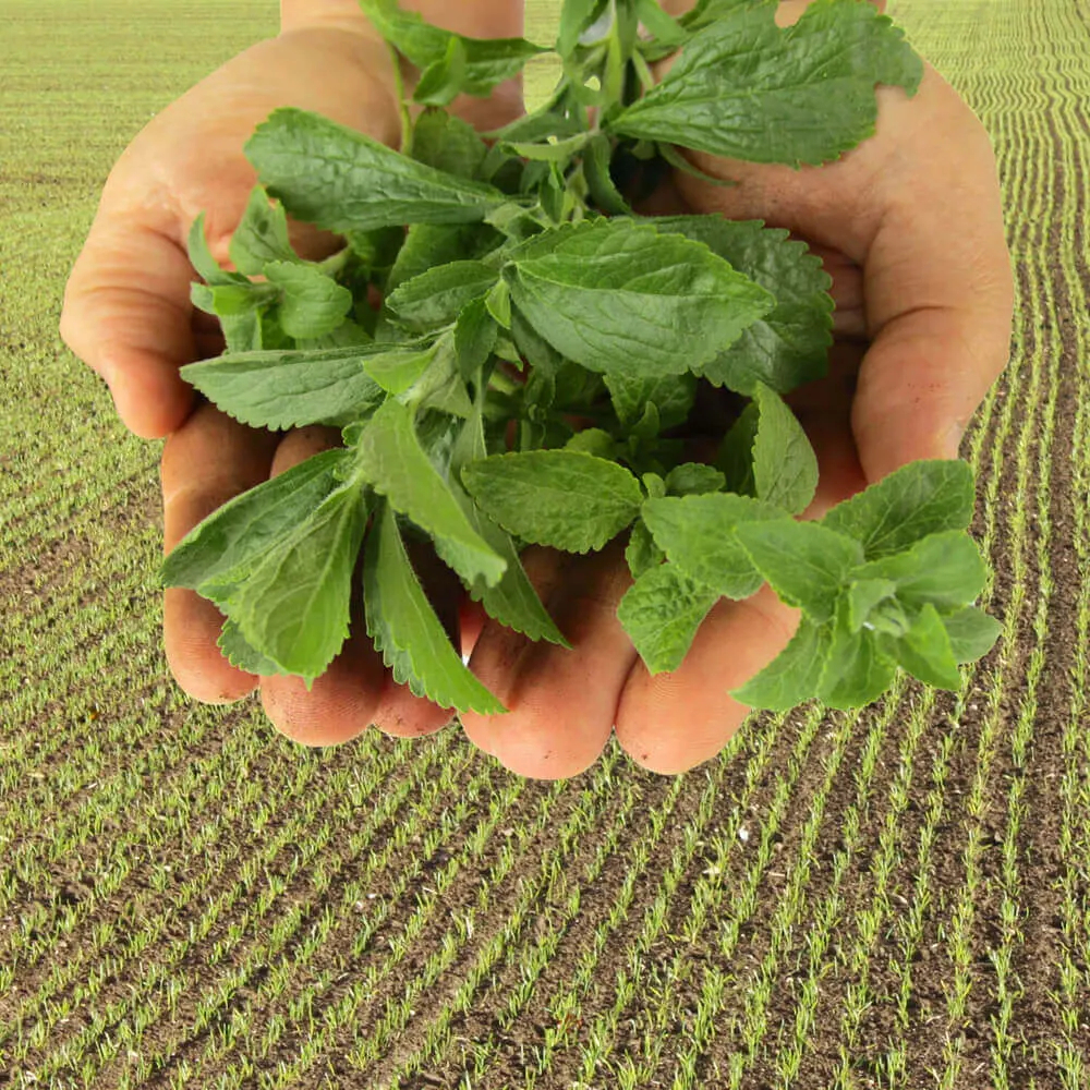 What is Stevia? Stevia leaves and Stevia cultivation