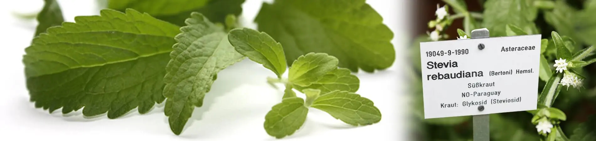 A planta Stevia Stevia rebaudiana Steviashop24