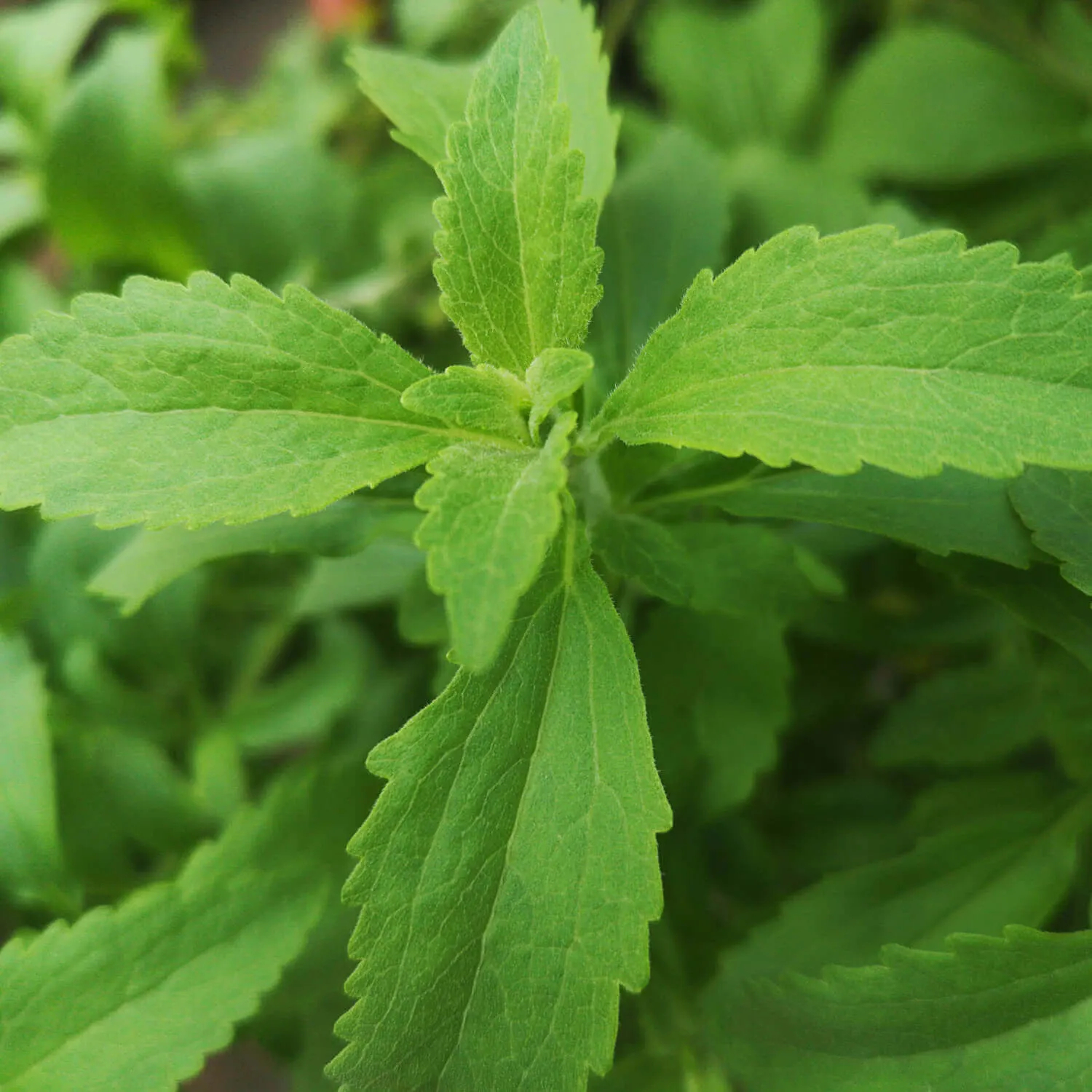 De bladeren van de Stevia-plant | Stevia rebaudiana Steviashop24