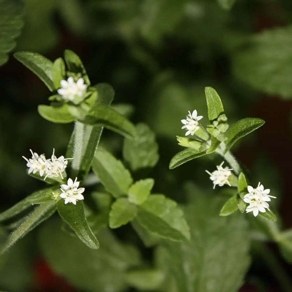 Las flores de la planta de Stevia | Steviashop24