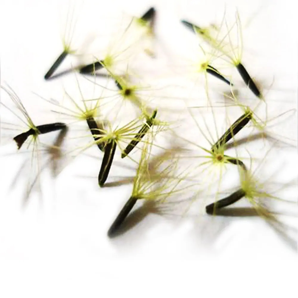 Het Zaad van de Stevia-plant Stevia rebaudiana | Steviashop24