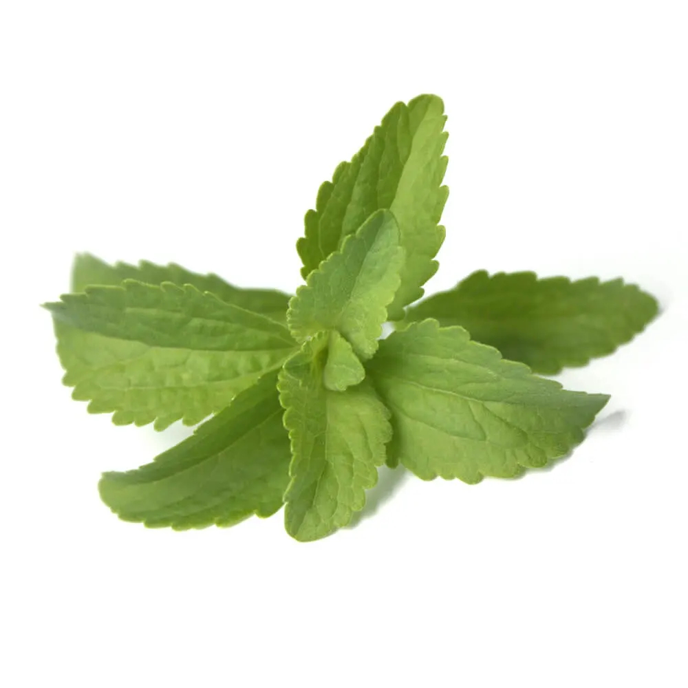 La hoja de la planta Stevia rebaudiana