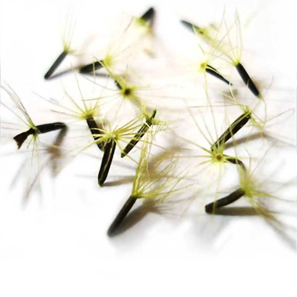 La semilla de la planta de Stevia rebaudiana | Steviashop24