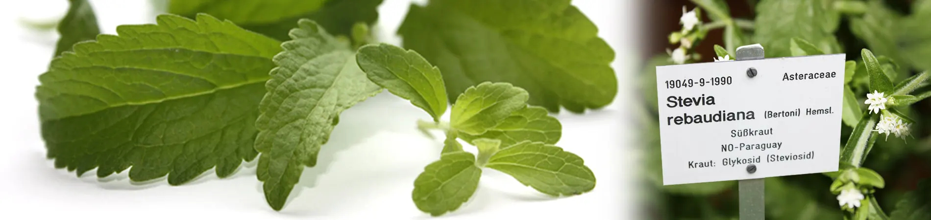The Plant Stevia Stevia rebaudiana Steviashop24