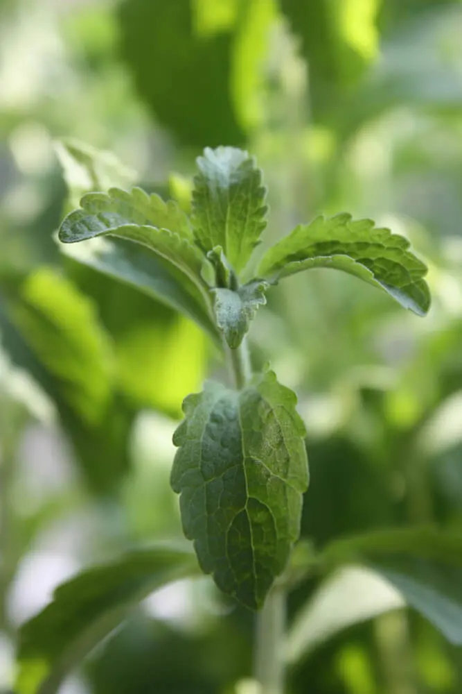 As folhas da planta de Stevia, Stevia rebaudiana | Steviashop24