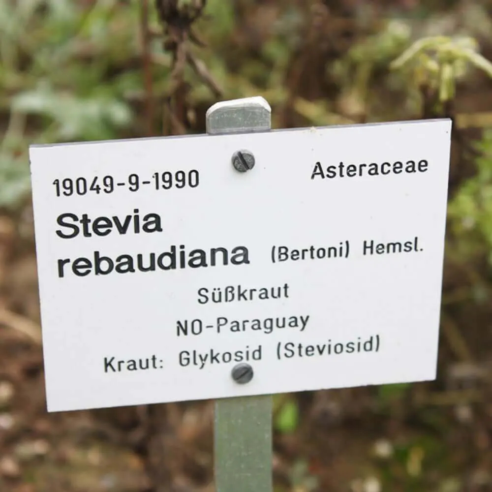 De oorsprong van de Stevia rebaudiana plant is te herleiden tot Paraguay, een Zuid-Amerikaans land.