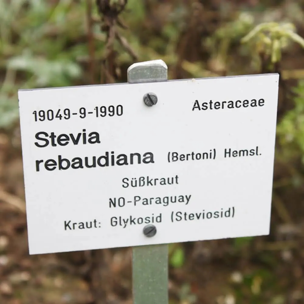 L'origine de la plante Stevia rebaudiana se trouve au Paraguay, un pays d'Amérique du Sud.