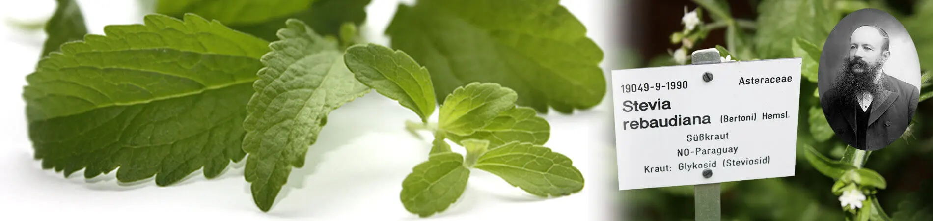 Origin and Development of Stevia - Interesting Facts...