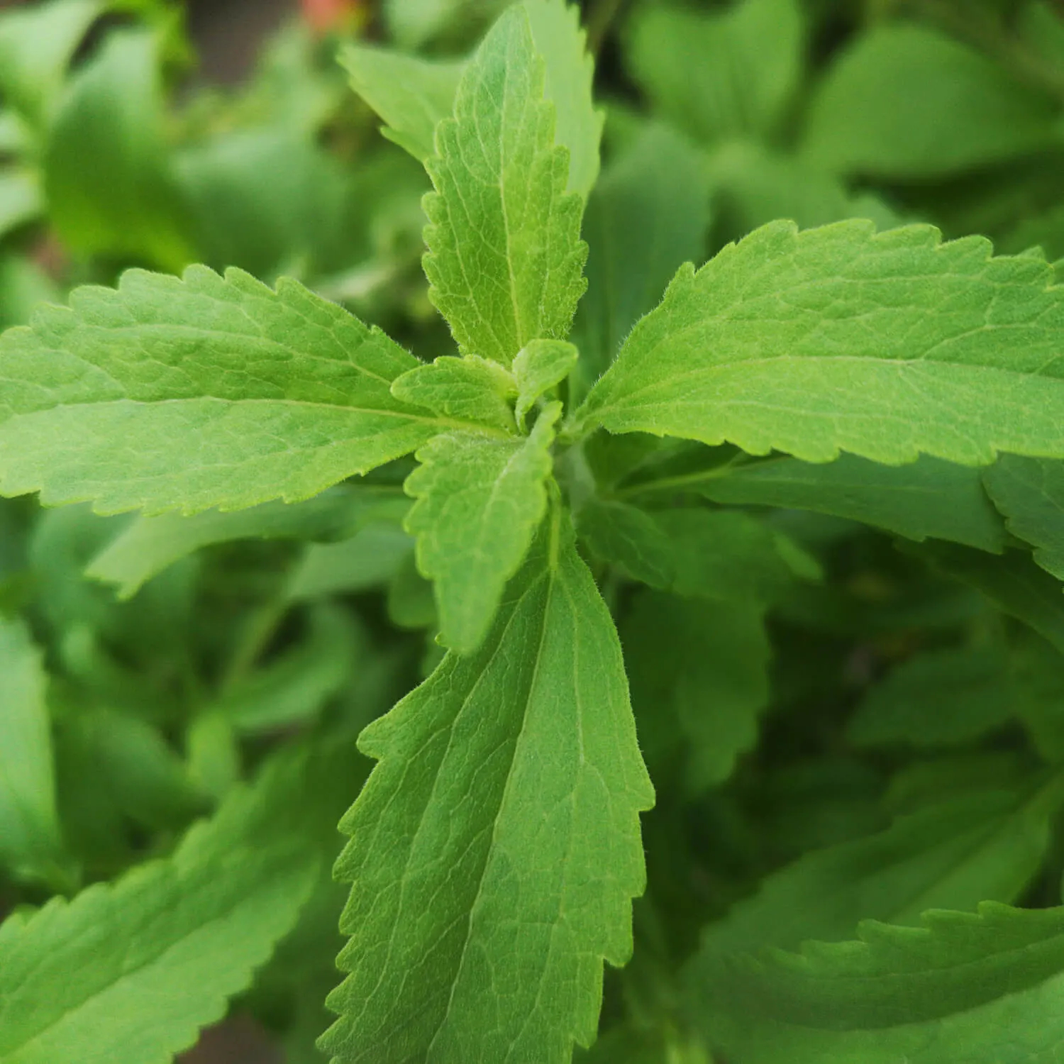 Comment doser correctement les édulcorants issus de la plante de Stevia