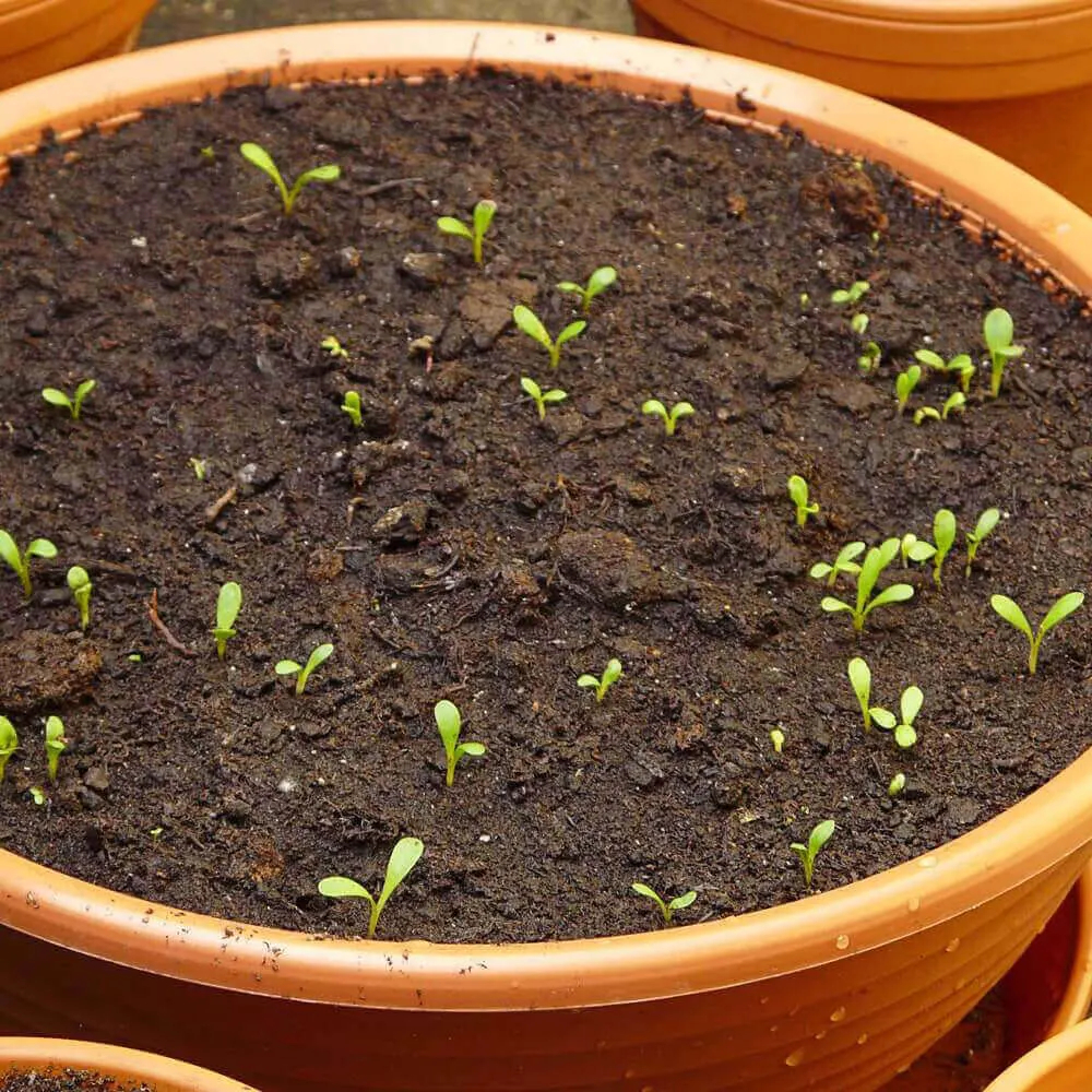 Tiny Stevia seedlings in a pot.