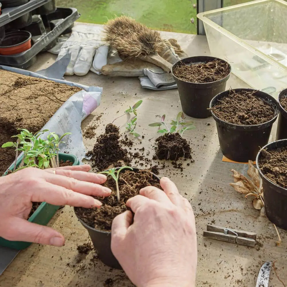 Stevia-zaailingen verspenen en in potten planten.