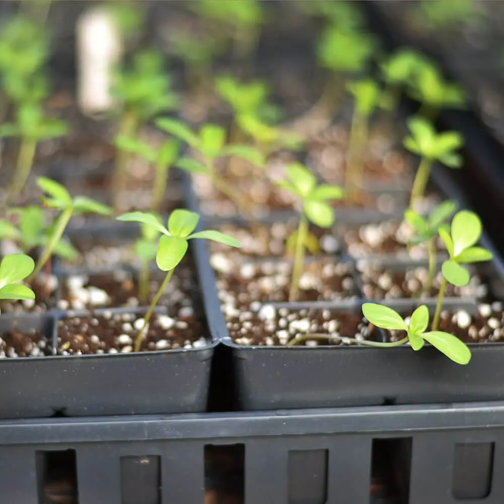 Stevia uit zaad kweken | Zo werkt het