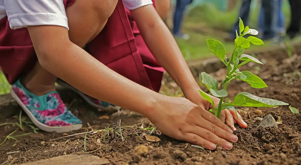 Pode-se cultivar a Stevia no jardim?