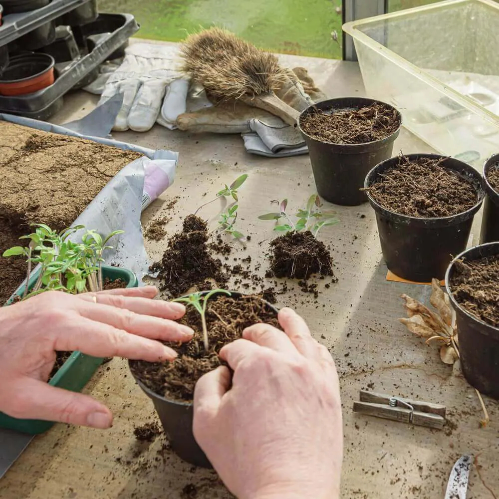 Stevia-Keimlinge pikieren und in Töpfe pflanzen.