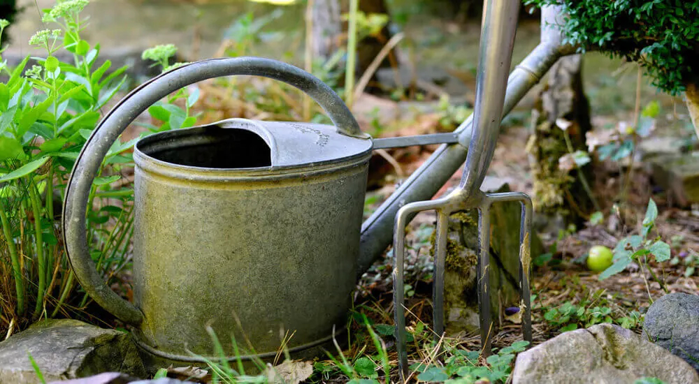 Anbau der Stevia-Pflanze - Eine Schritt-für-Schritt-Anleitung