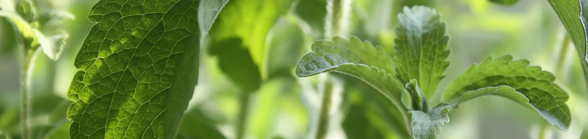 Ventajas del edulcorante Stevia