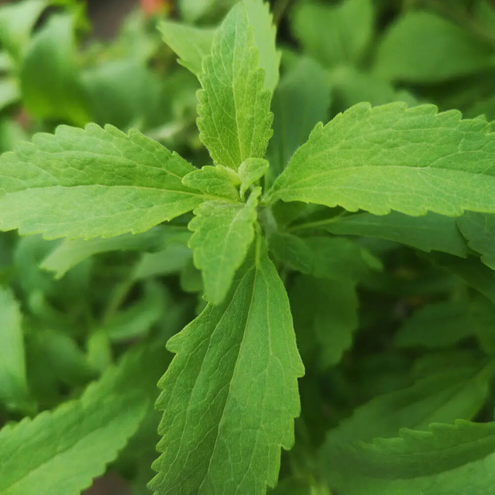 O adoçante da planta de stevia  
