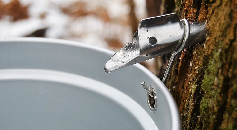 The Production of Maple Syrup - How It Is Made