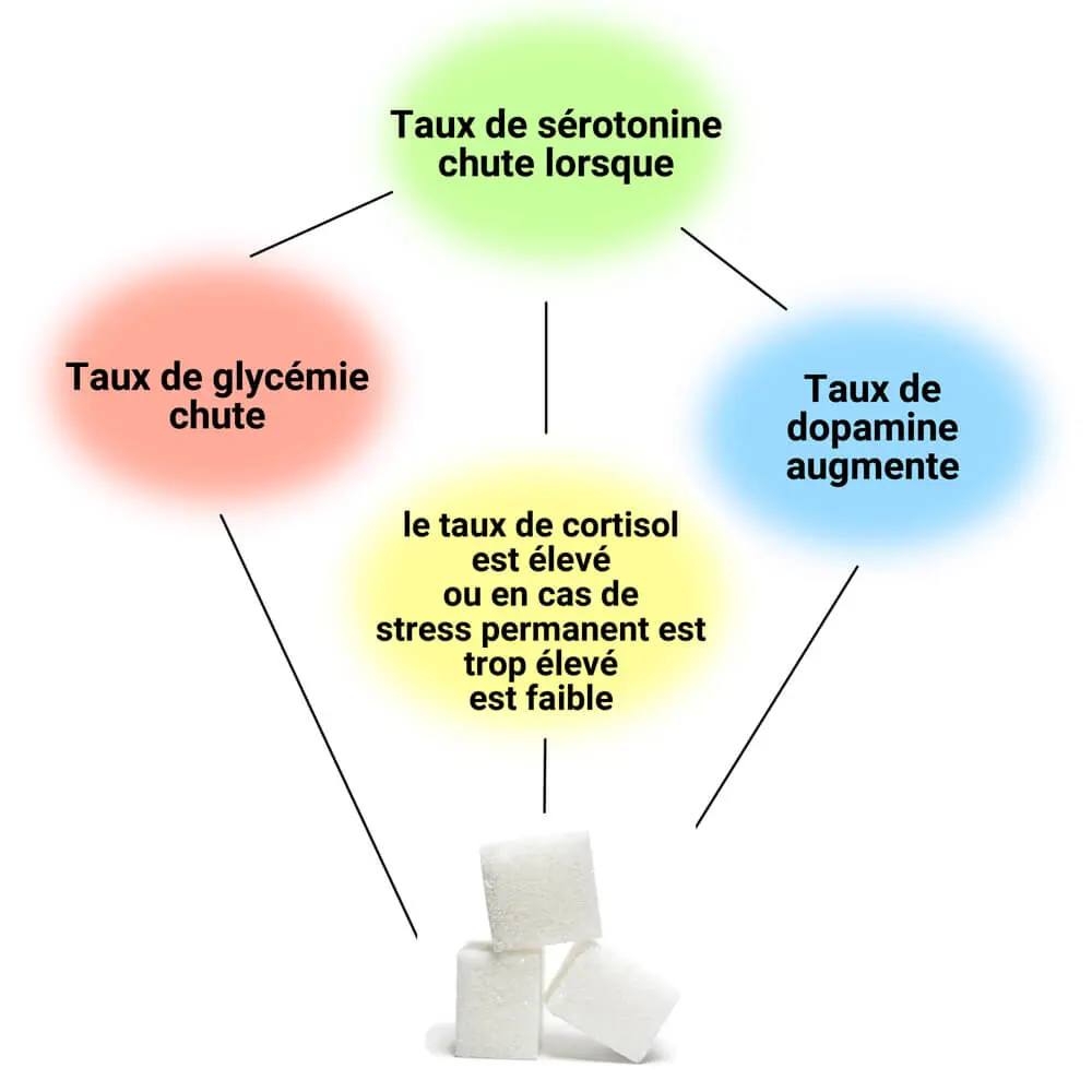 La consommation continue de sucre perturbe l'équilibre des neurotransmetteurs et le métabolisme cérébral  