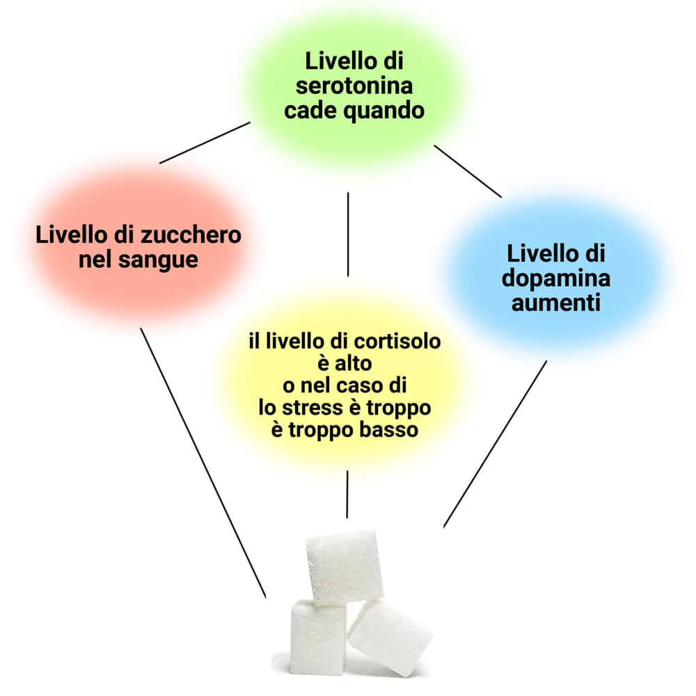 Il consumo continuo di zucchero disturba l'equilibrio dei neurotrasmettitori e il metabolismo cerebrale  
