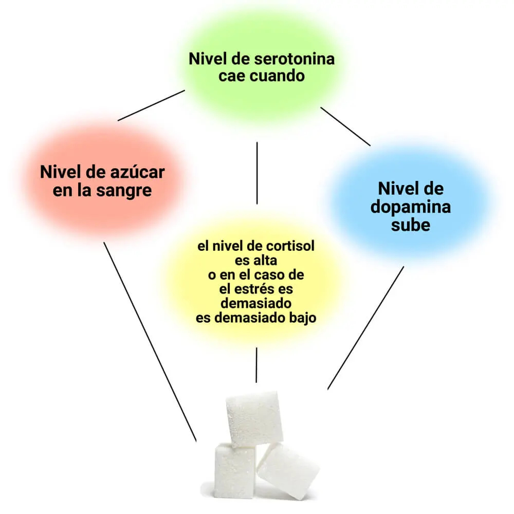 El consumo continuo de azúcar altera el equilibrio de los neurotransmisores y el metabolismo cerebral  