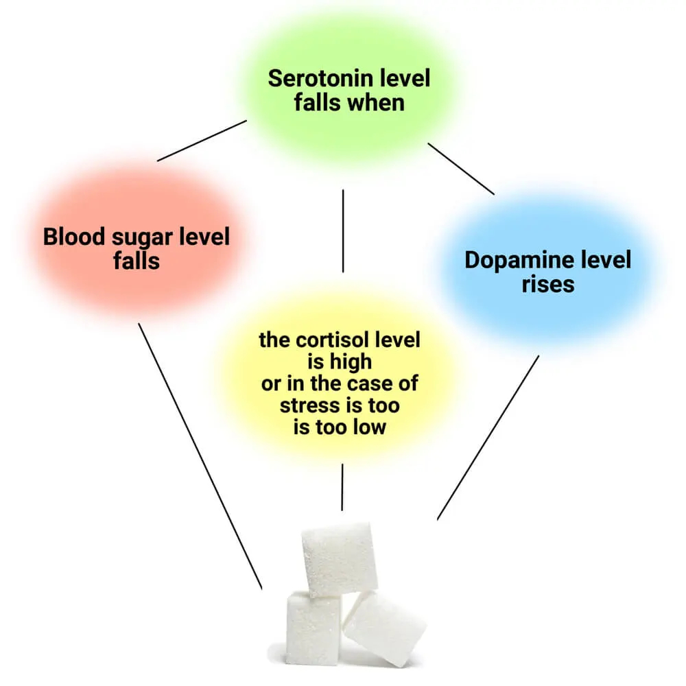 Continuous sugar consumption disrupts the balance of neurotransmitters and brain metabolism