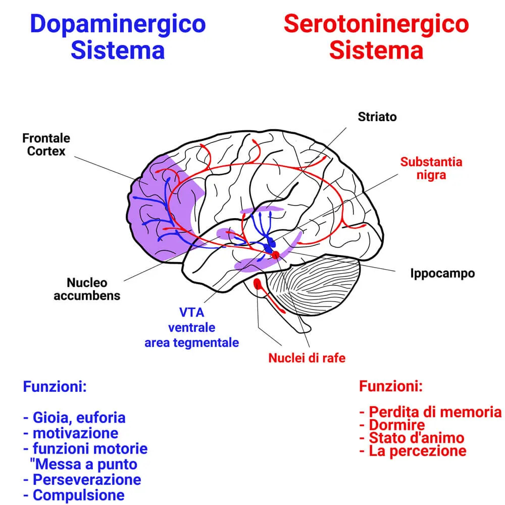 Serotonina e dopamina: Il loro ruolo e rappresentazione nel cervello  