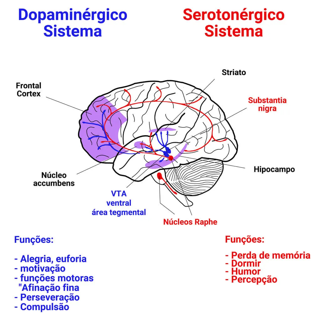 Serotonina e dopamina: o seu papel e a sua representação no cérebro