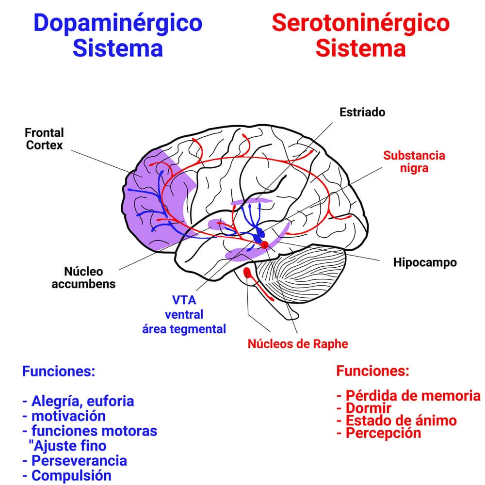 Serotonina y dopamina: Su papel y representación en el cerebro  