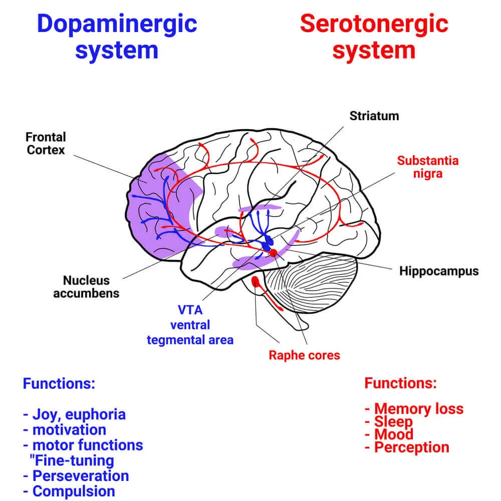 Serotonin and Dopamine: Their Role and Representation in the Brain