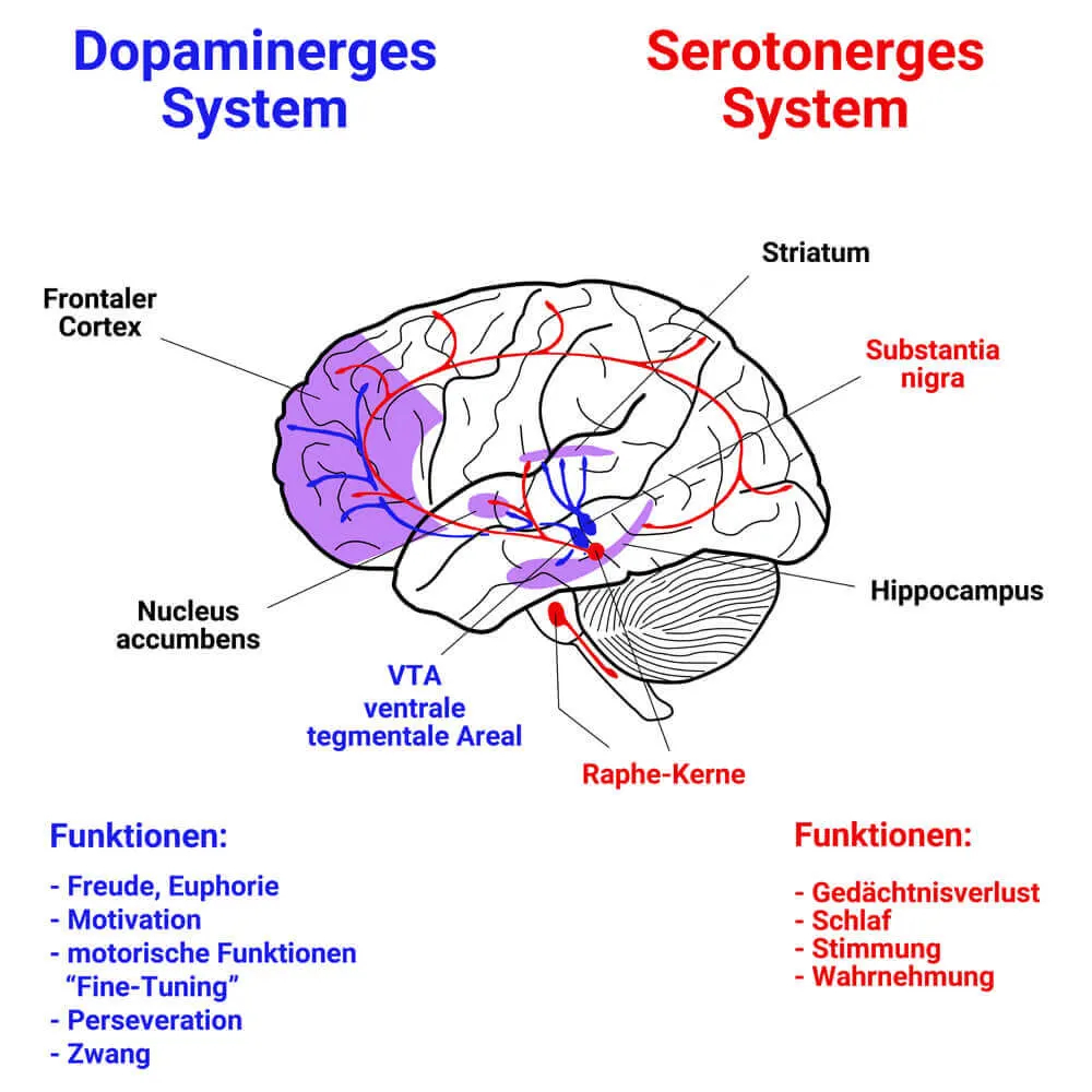 Serotonin und Dopamin: Ihre Rolle und Darstellung im Gehirn