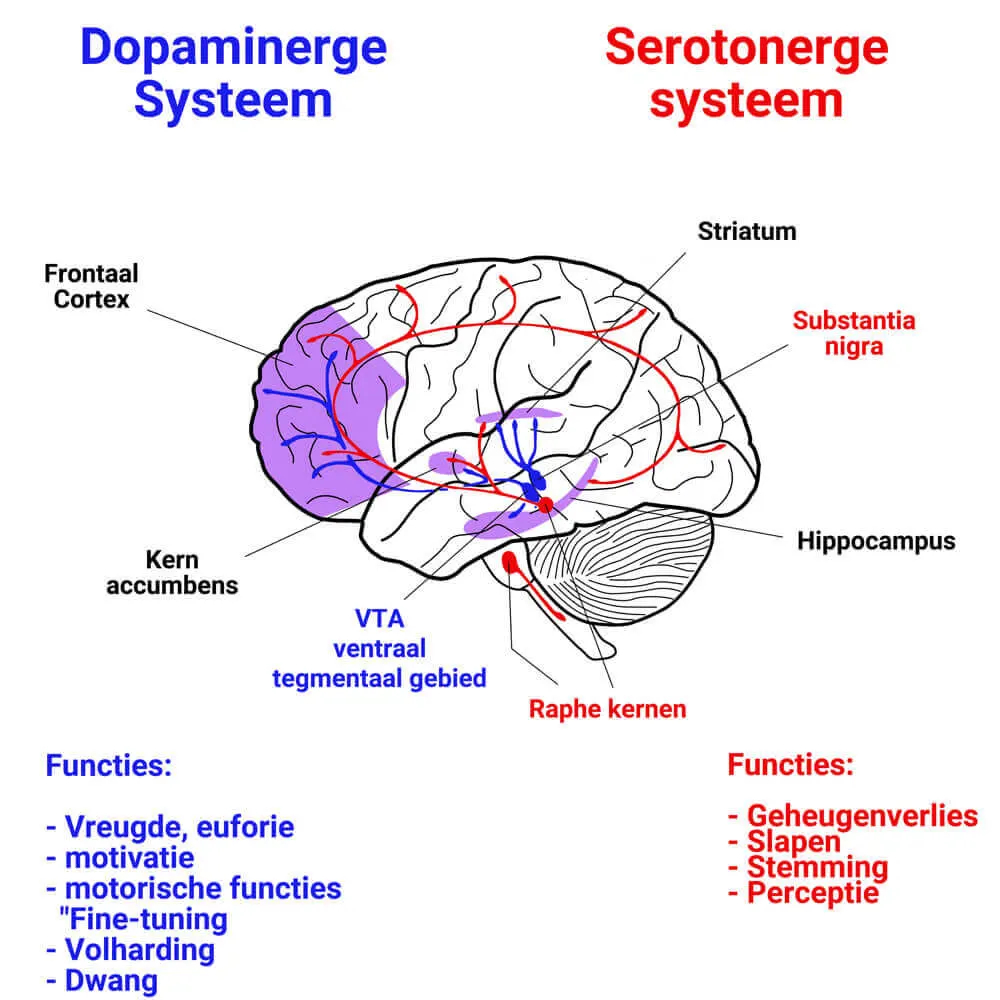 Serotonine en dopamine: Hun rol en weergave in de hersenen