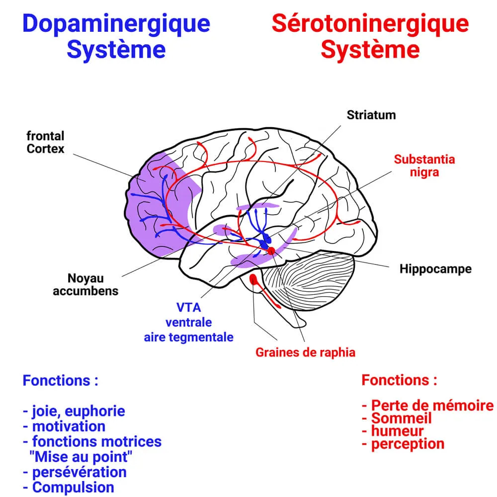 La sérotonine et la dopamine : Leur rôle et fonction dans le cerveau  