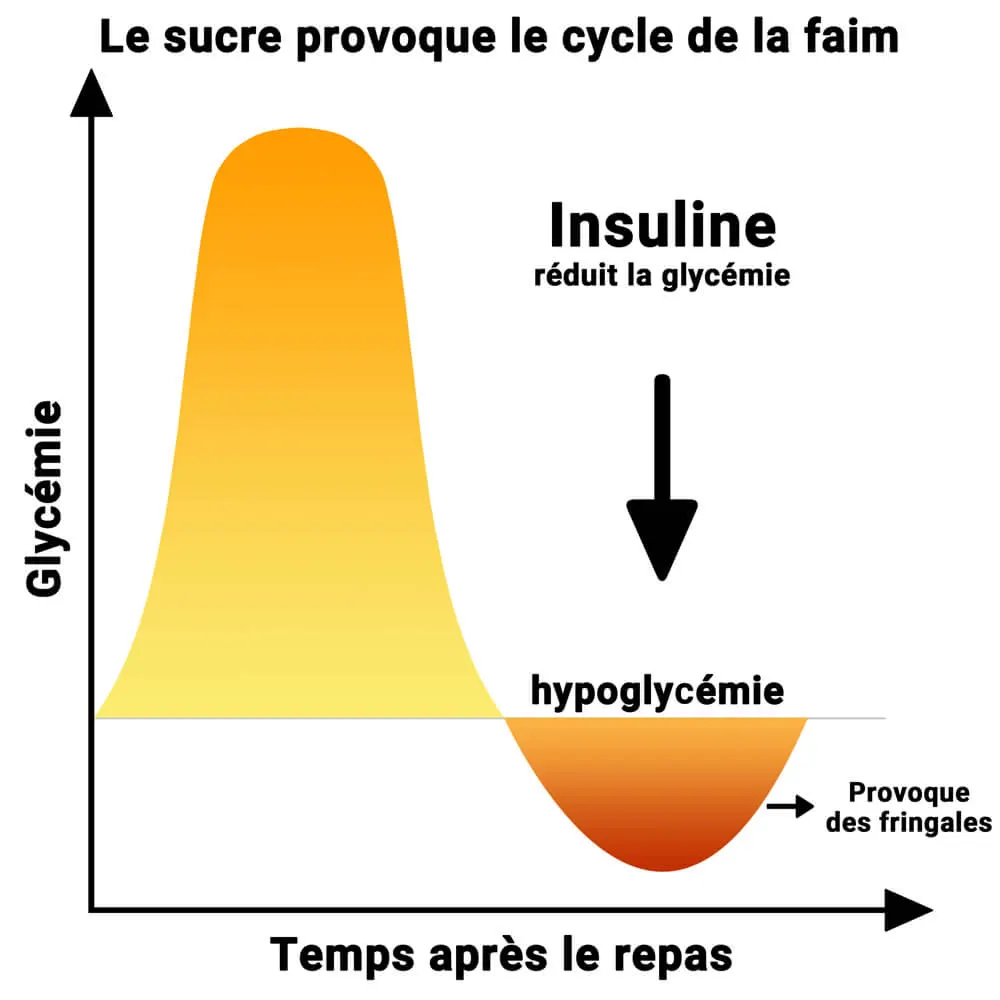 Le sucre entraîne un cycle de la faim. Les effets du métabolisme de la faim sur l'organisme. 