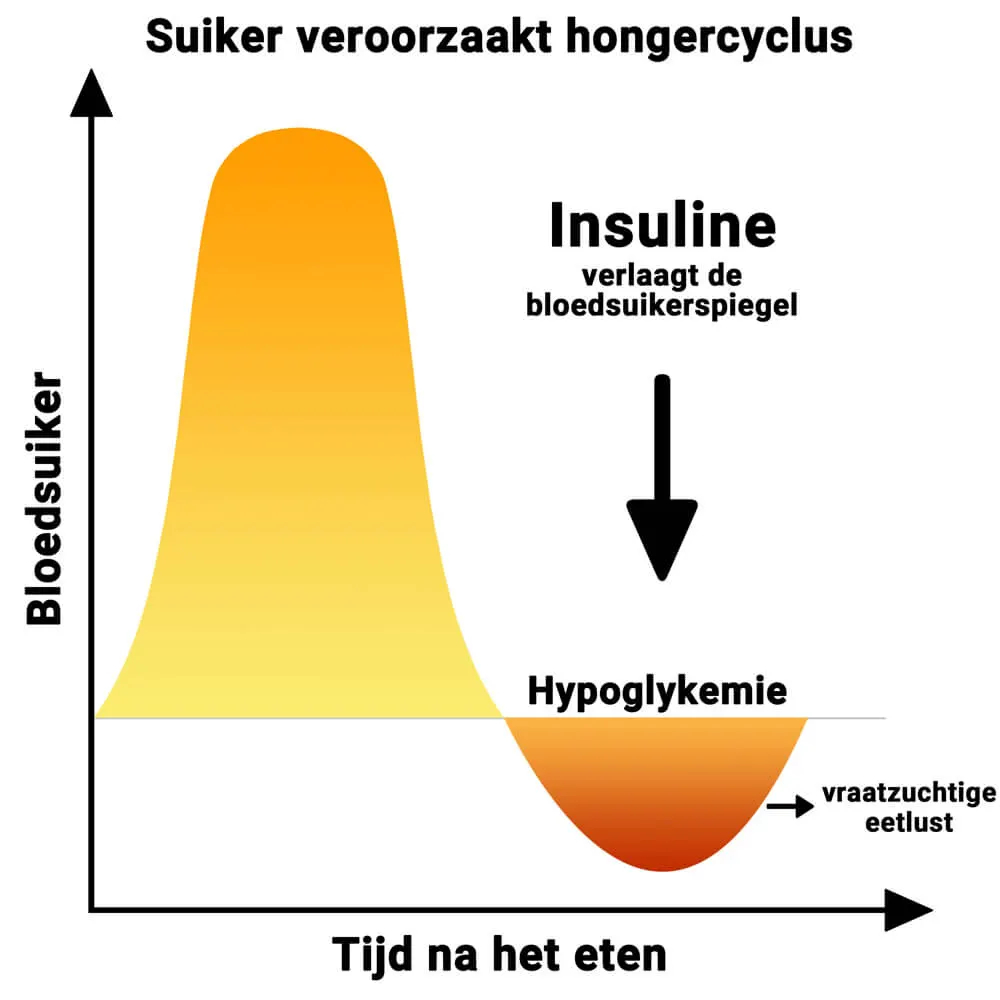 Suiker zorgt voor een cyclus van honger. Metabolisme en de invloed daarvan op het lichaam door suiker. 