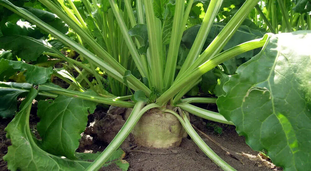 Isomalt or Isomaltol (E 953) is derived from sugar beet.