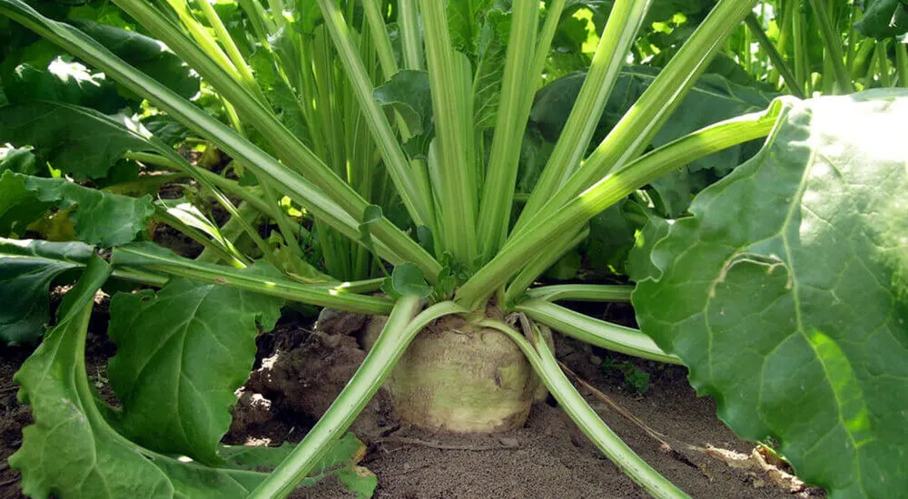 Isomalte ou Isomalteol (E 953) é derivado da beterraba sacarina.