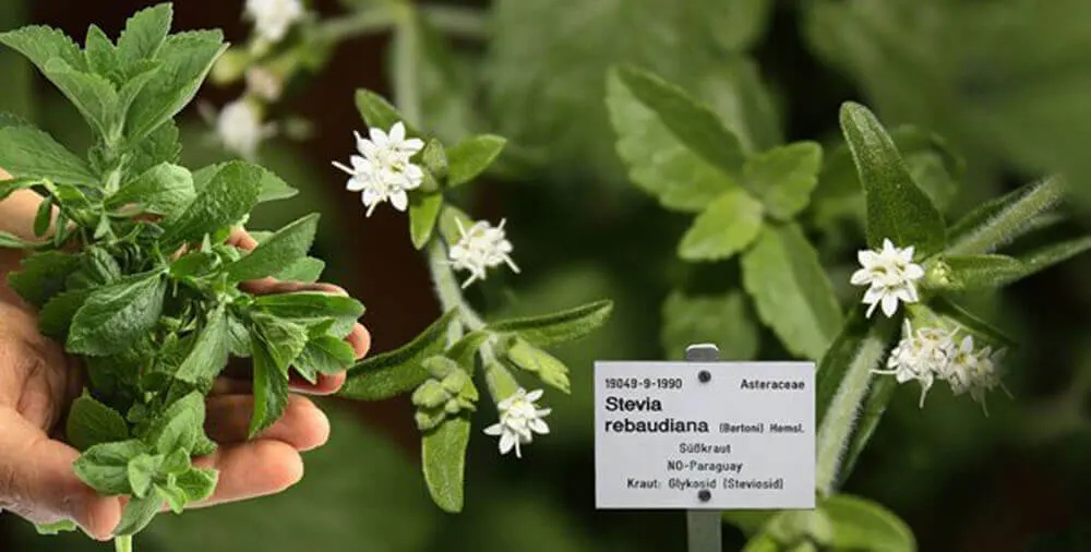 Che cos'è la Stevia? Domande e risposte