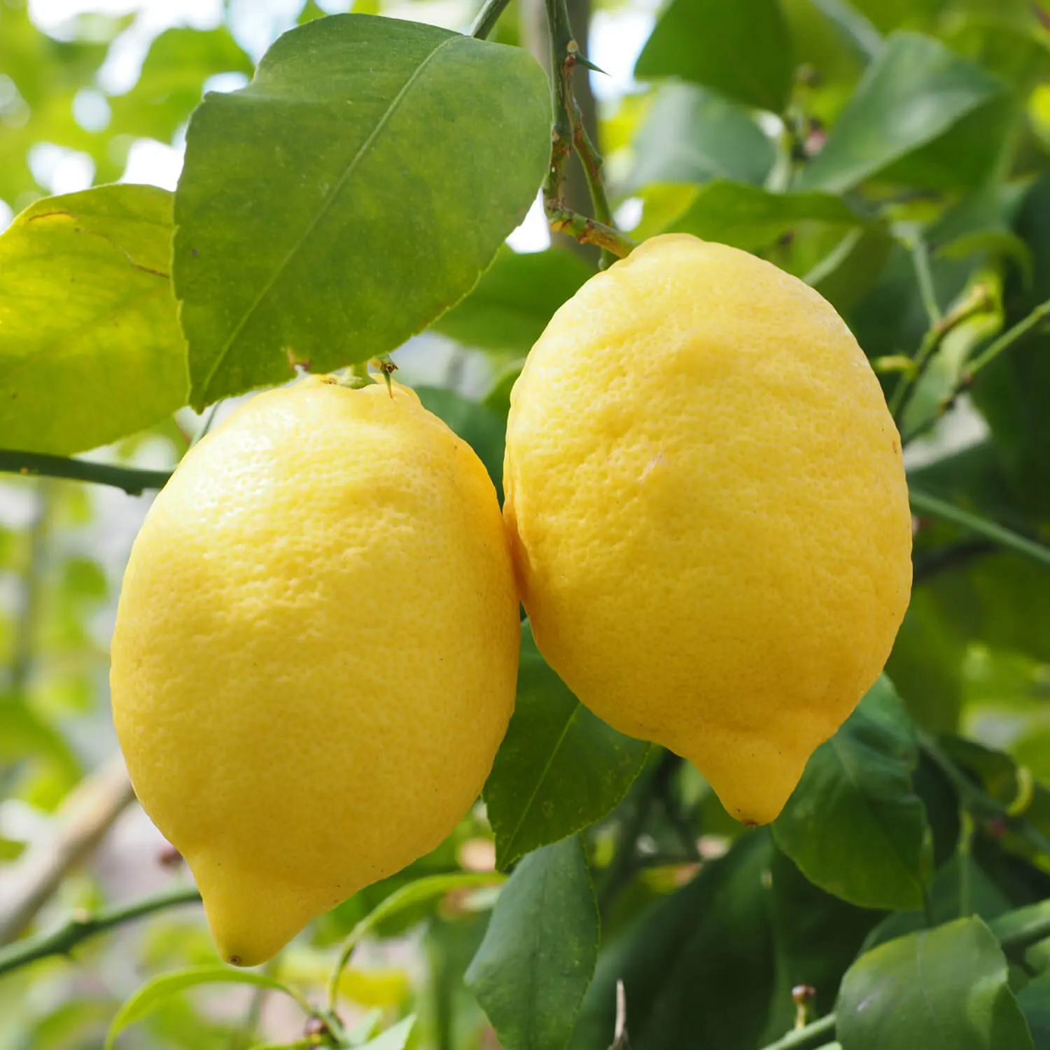 Citrus limonum