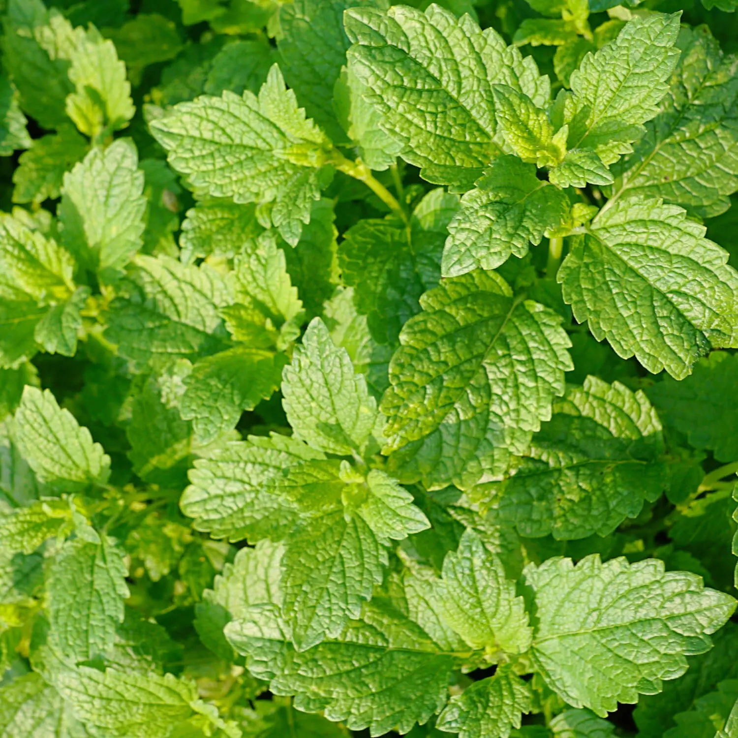 Mentha Viridis Blad Olie