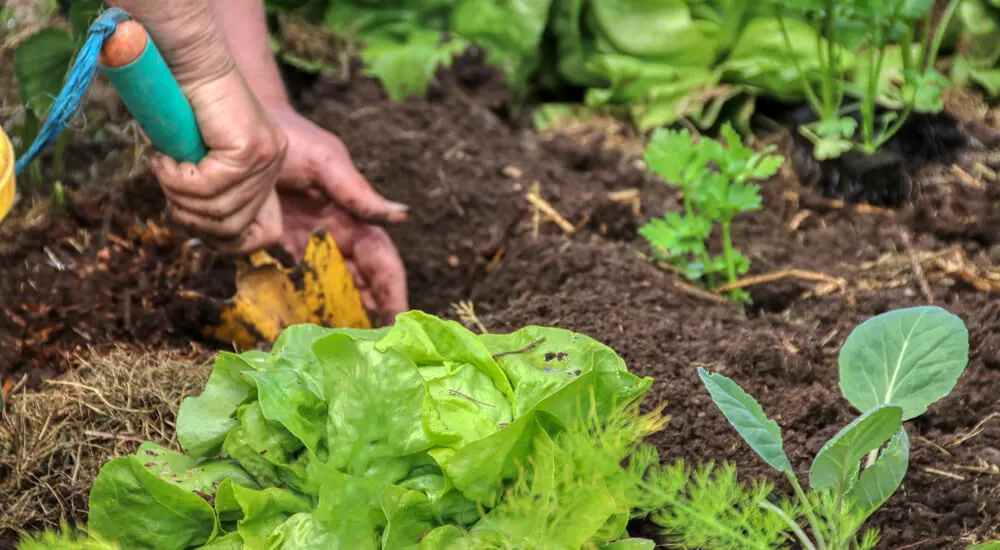 A partir de junho, as plantas de Stevia podem ser transplantadas para o jardim  