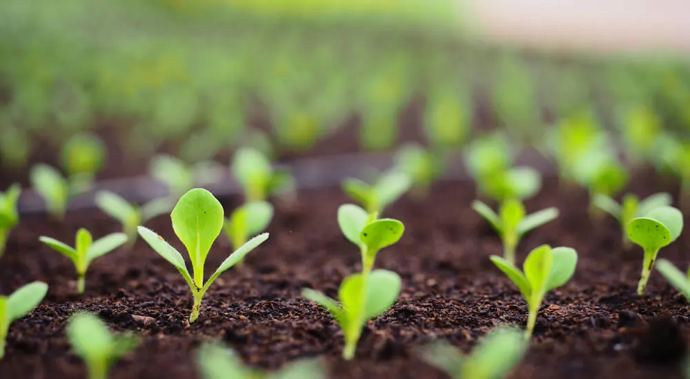 Jonge Stevia planten die uit Steviazaden zijn gekweekt
