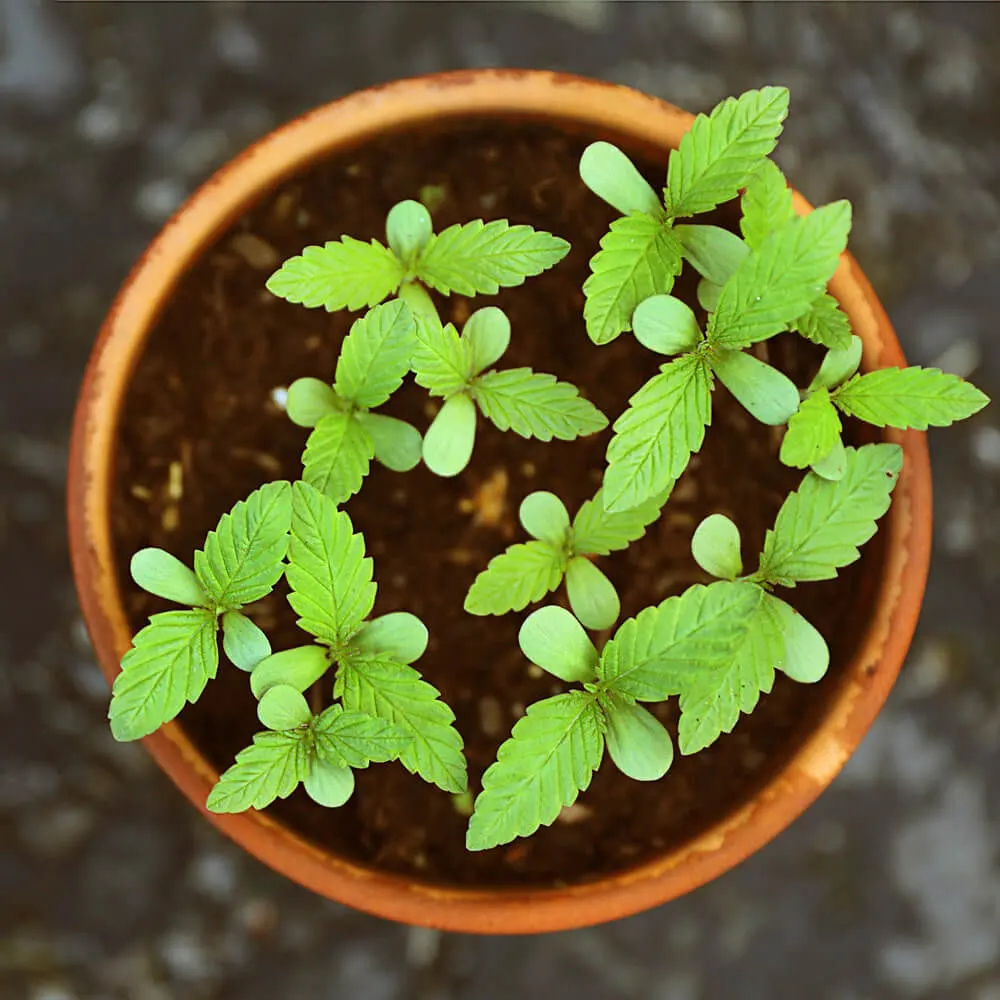 Pequenas plantas de Stevia picadas após a sementeira em um vaso  