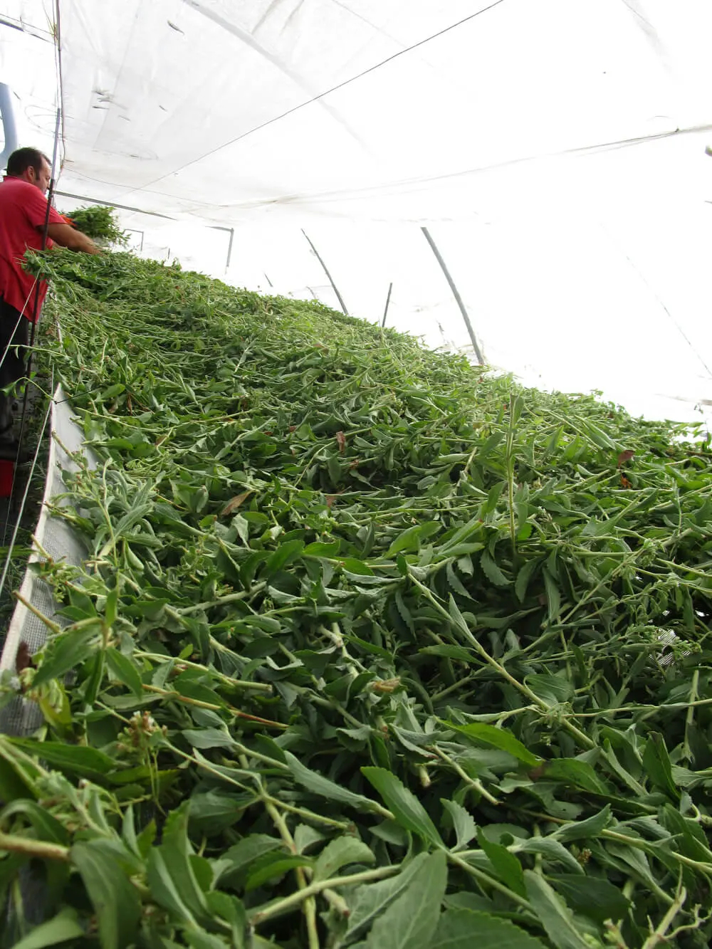 Verspreid de Stevia bladeren en droog ze in de schaduw met goede ventilatie.