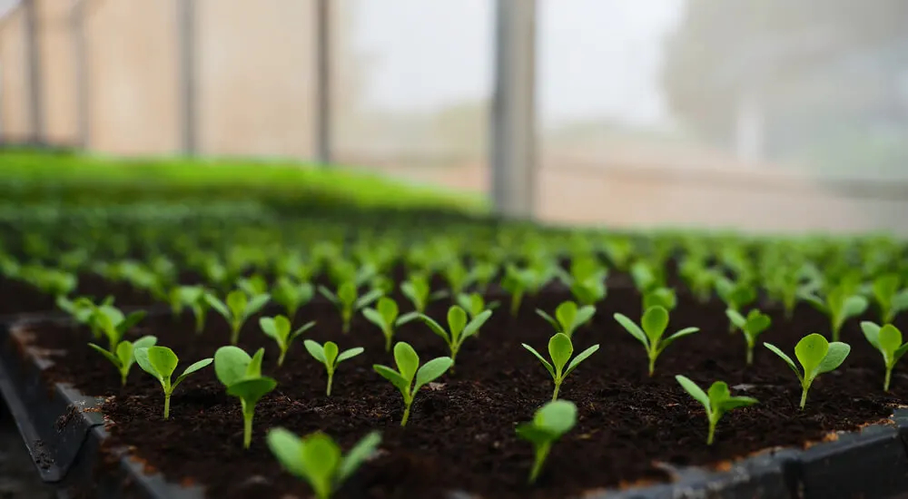 Stevia Plants Cultivated from Seeds  